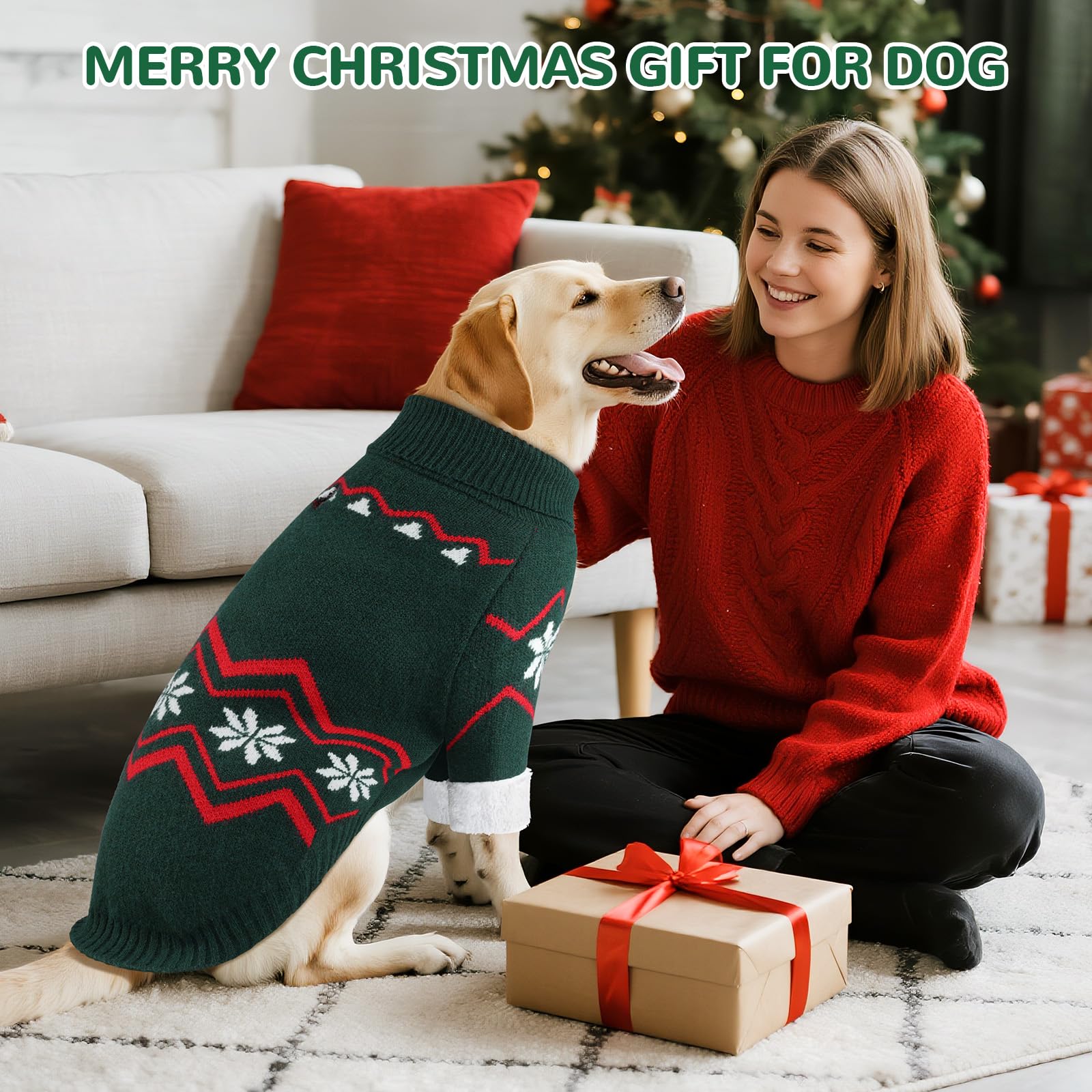 Wingoin golden retriever wearing sweater during an outdoor stroll