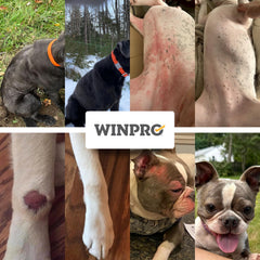 WINPRO Allergy Chews skin-support ingredients like pineapple stem and nettle root in natural setup