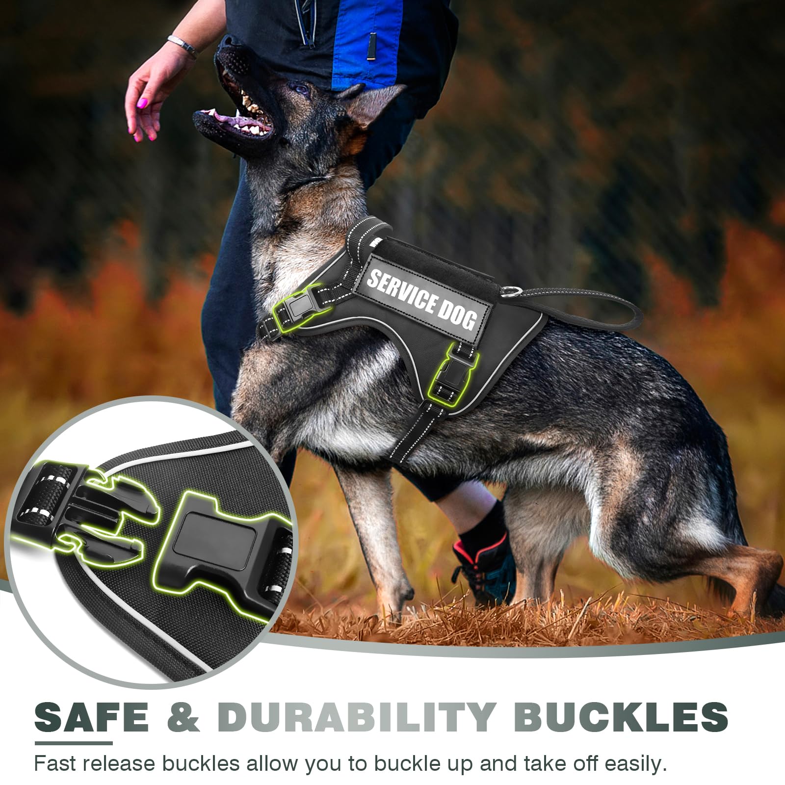 WINSEE patches on vest include service dog, do not pet, and in training labels