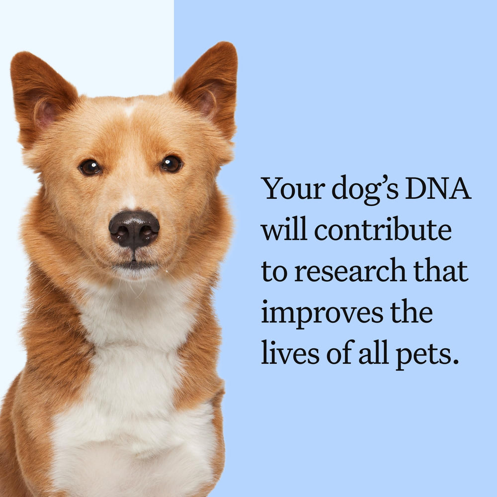 Wisdom Panel Ancestry Tree highlights three generations to explain breed mix origins
