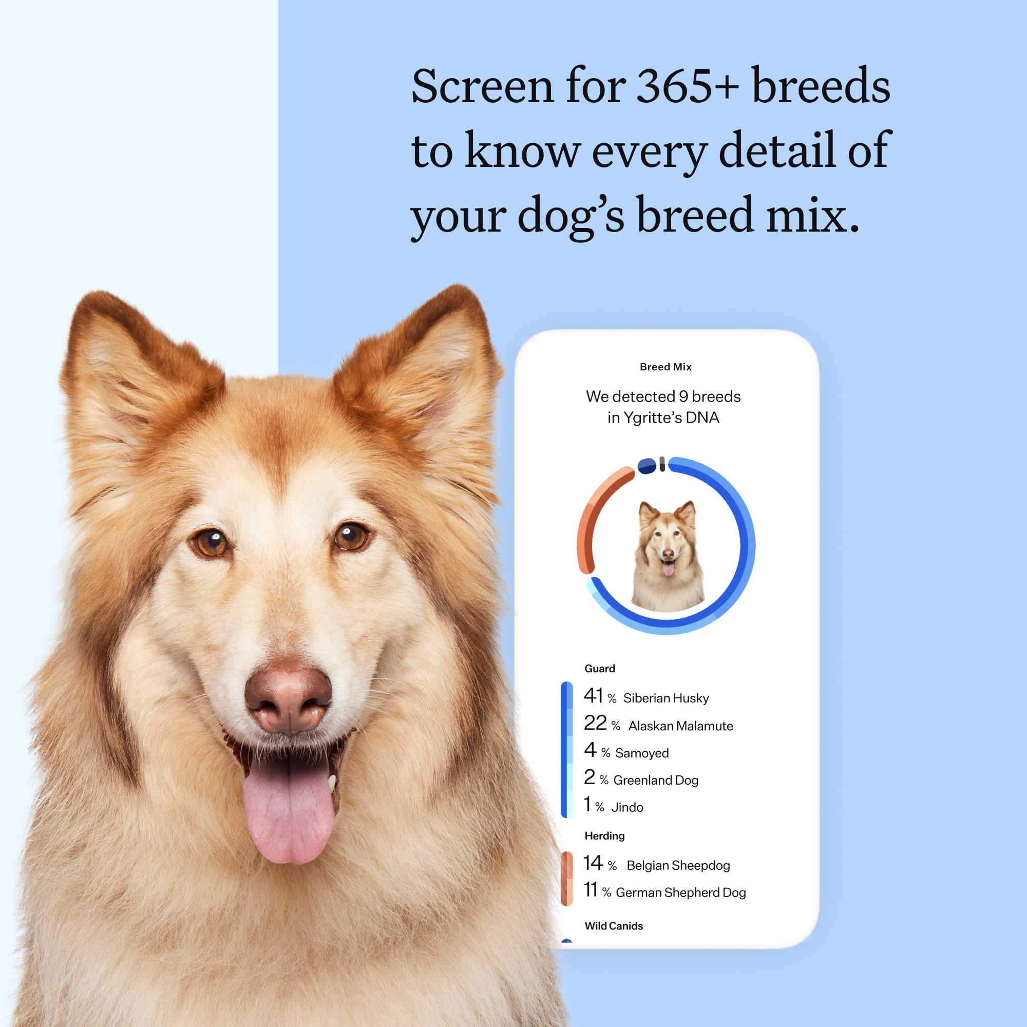 Wisdom Panel Breed Discovery Kit swab demonstrates painless at-home sample collection for reliable results