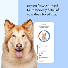 Wisdom Panel Breed Discovery Kit swab demonstrates painless at-home sample collection for reliable results