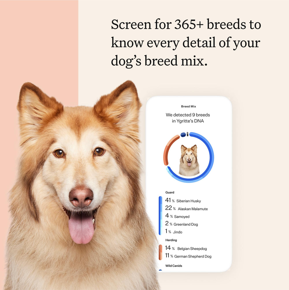 Wisdom Panel breed report shows 365+ breeds with detailed results