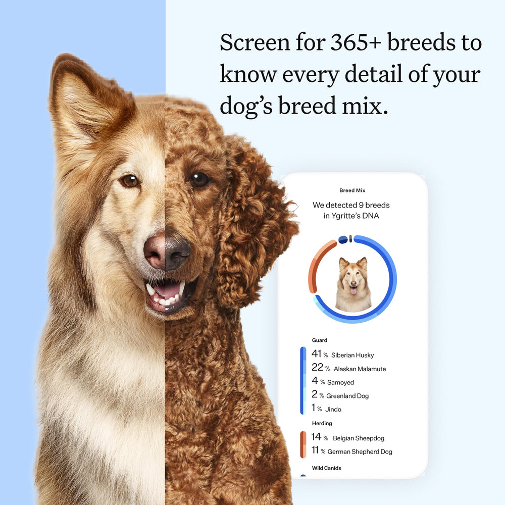 Wisdom Panel Essential swab collection shows simple, painless sampling for your dog.