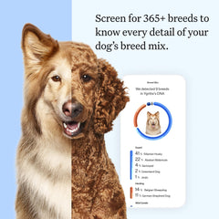 Wisdom Panel Essential swab collection shows simple, painless sampling for your dog.
