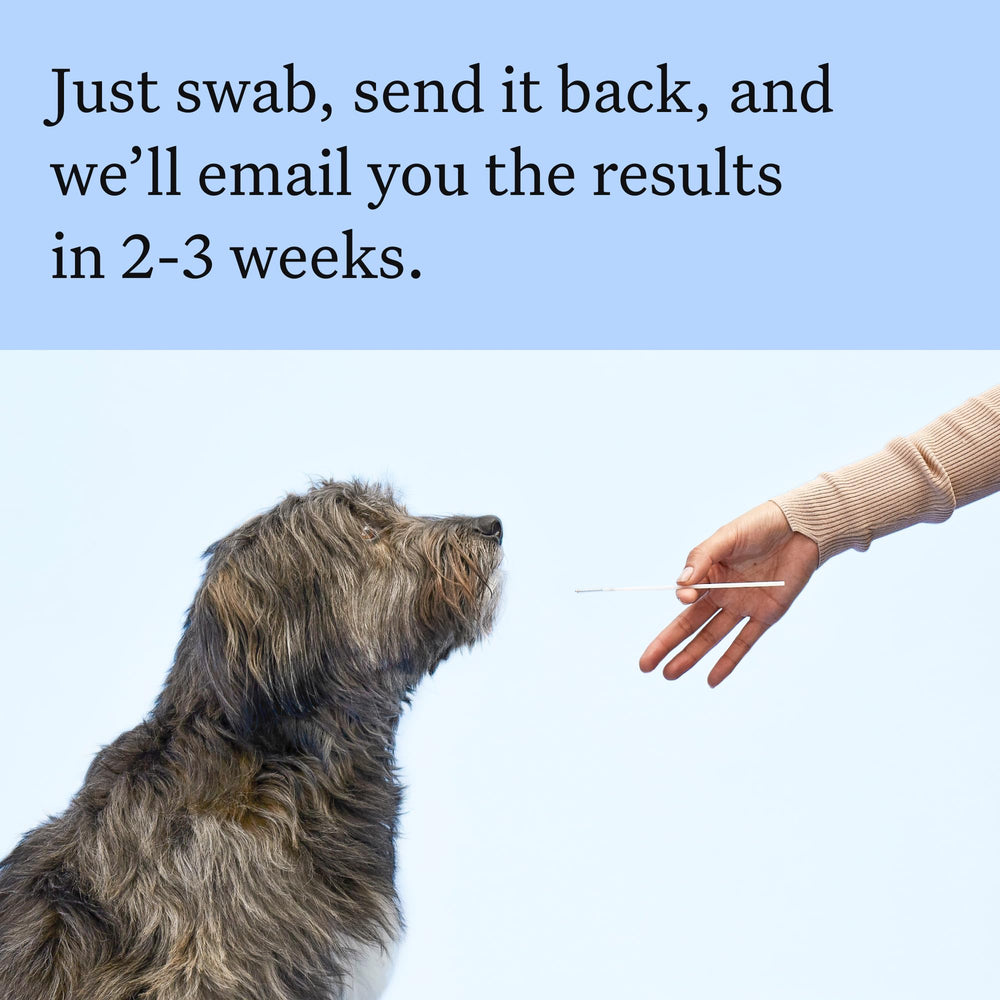 Wisdom Panel MDR1 Test Card flags potential medication sensitivities for discussion