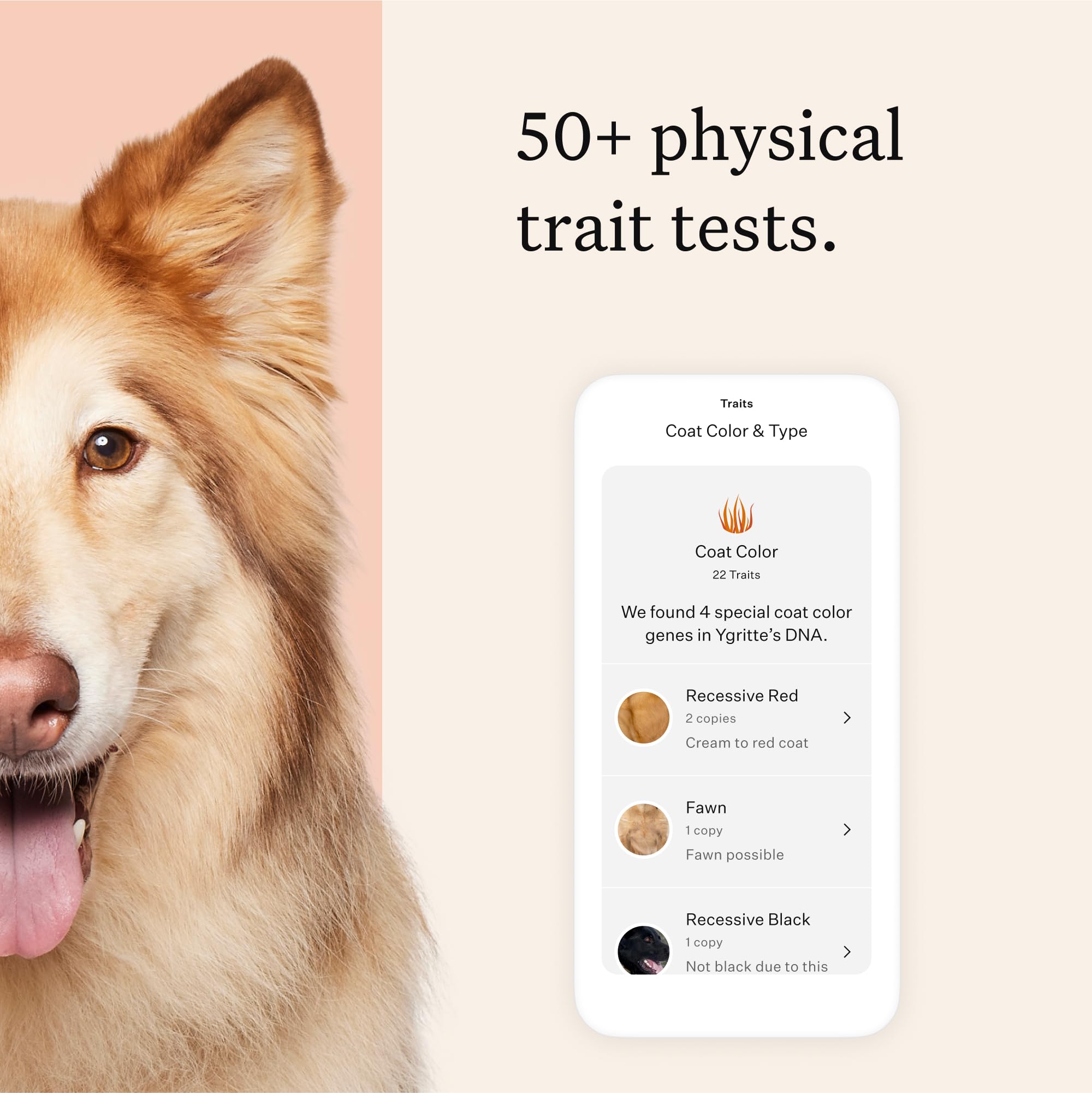 Wisdom Panel relatives feature connects dogs with relatives and photos