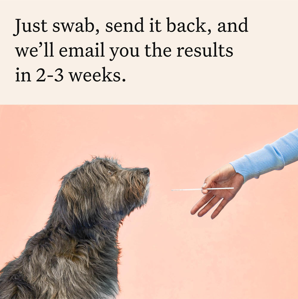 Wisdom Panel 51 traits reveal appearance and physical features