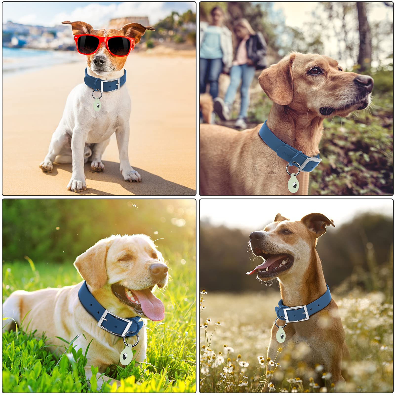 Wisedog adjustable blue collar on active dog during a walk