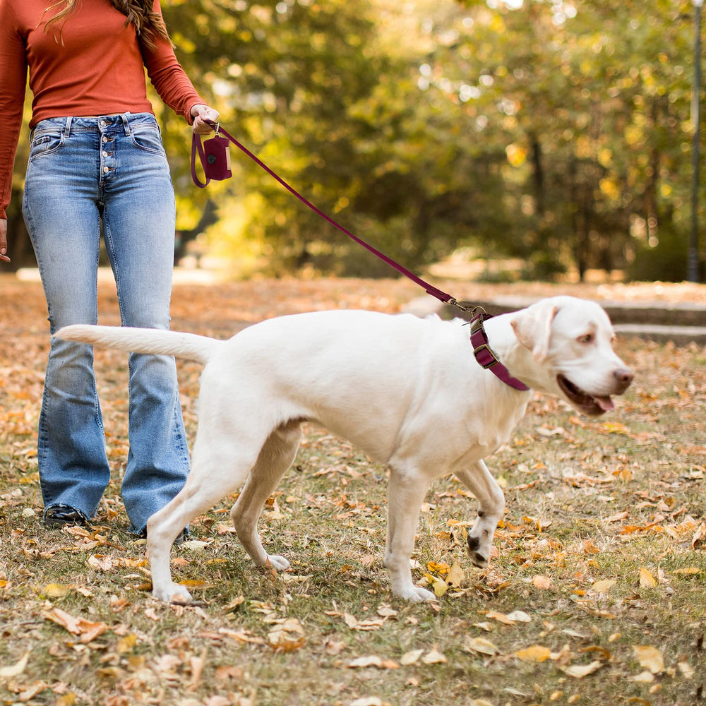 Wisedog burgundy collar shown among color options with leather grain look.