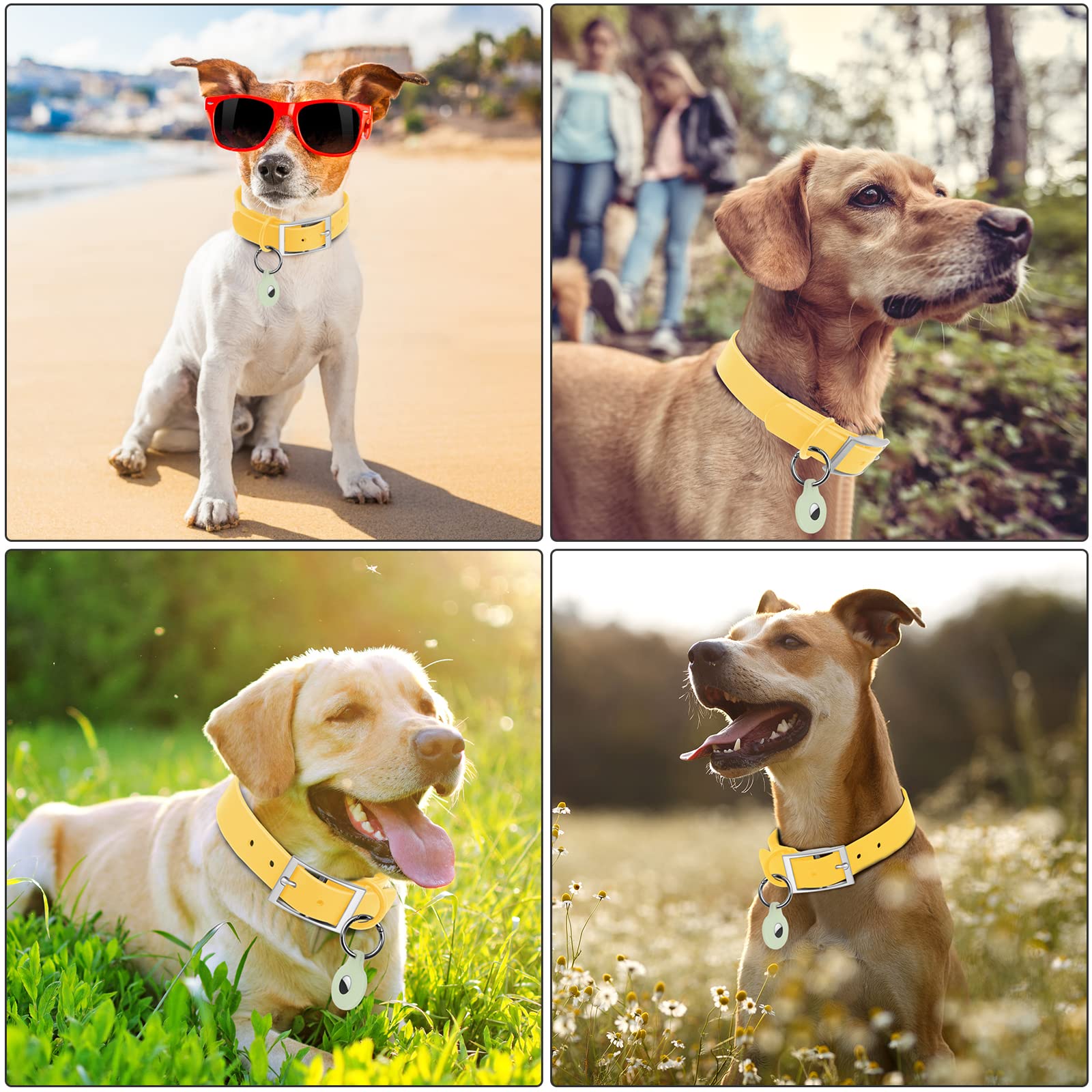 Wisedog butter-yellow collar on an active dog during a walk.