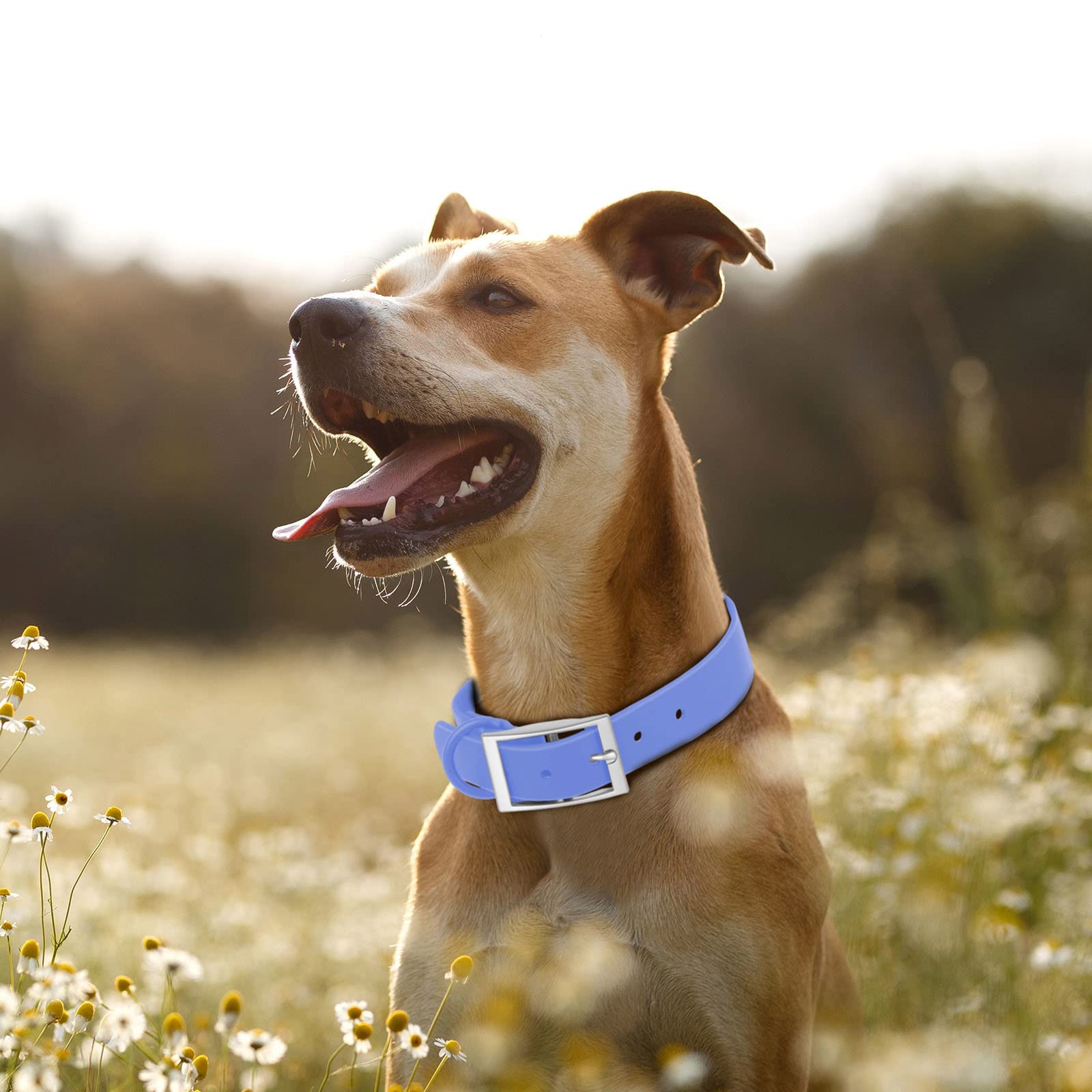 Wisedog color options include emerald green, rose purple, blue for style
