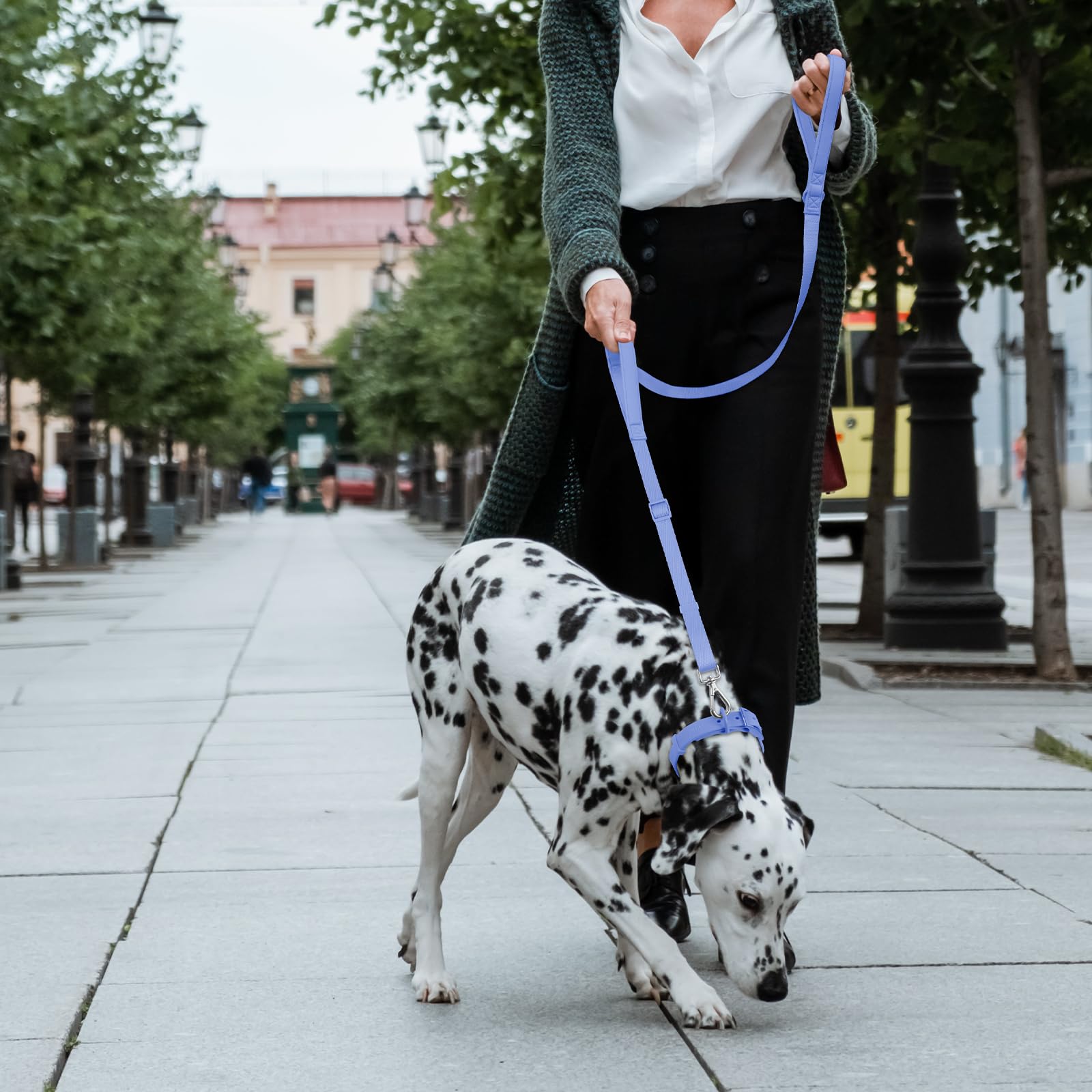 Wisedog leash suited for medium to large dogs during daily outings