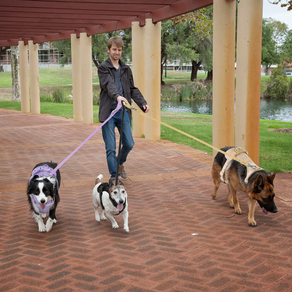 Wisedog No Pull Harness on walks demonstrates color options for personal style.