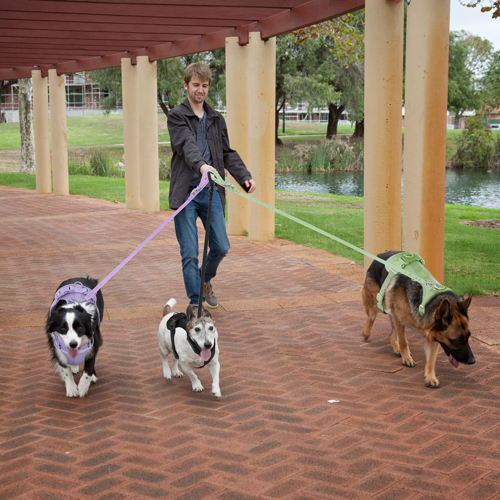 Wisedog no pull harness sage green fashion options complement pet style