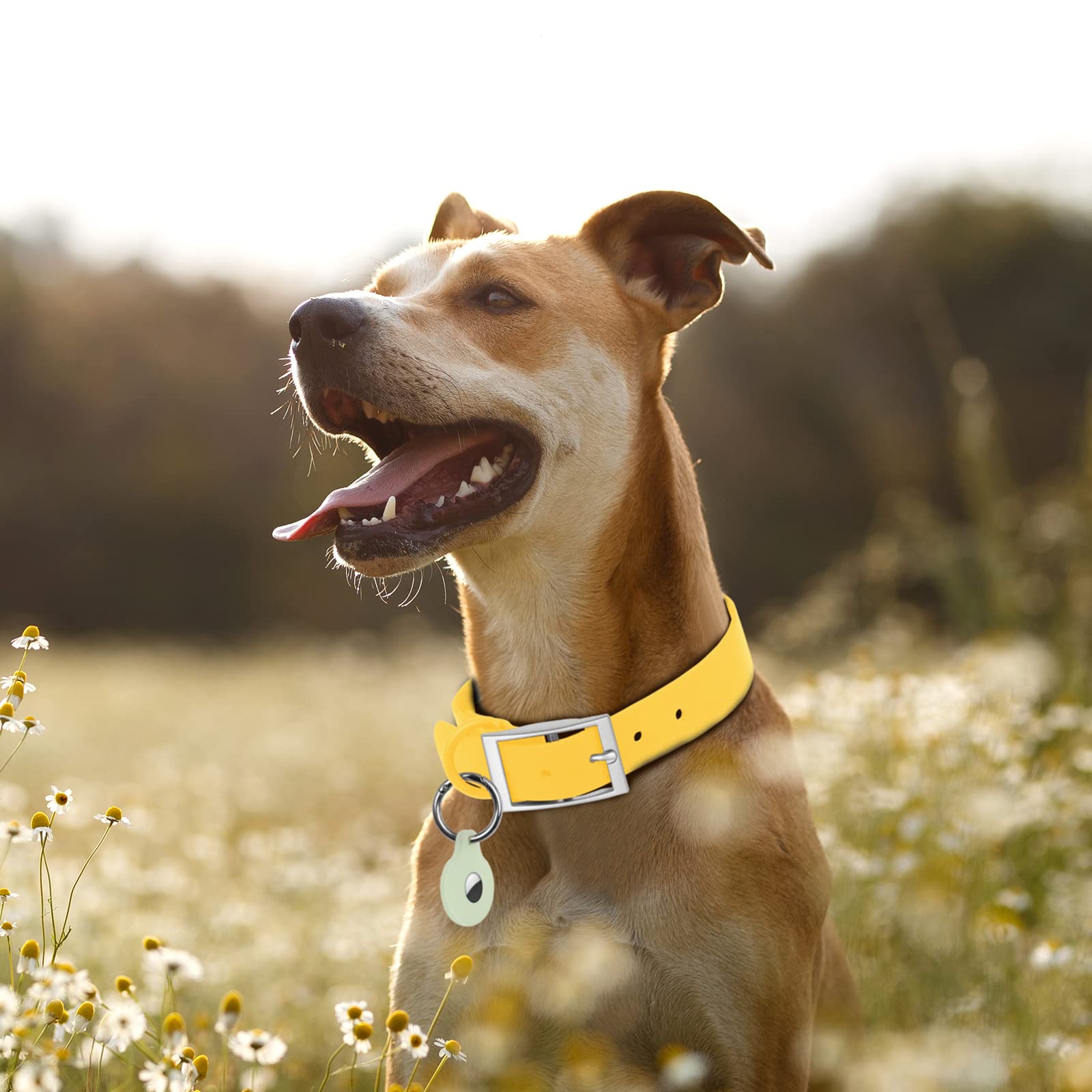 Wisedog odor-proof collar pictured during muddy outdoor outing for odor resistance.