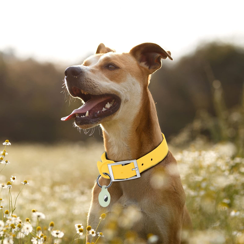 Wisedog odor-proof collar pictured during muddy outdoor outing for odor resistance.