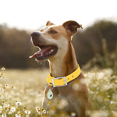 Wisedog odor-proof collar pictured during muddy outdoor outing for odor resistance.