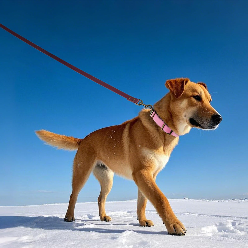 Wisedog rubber-collar-stylish-design-purple adds fashionable practicality in parks