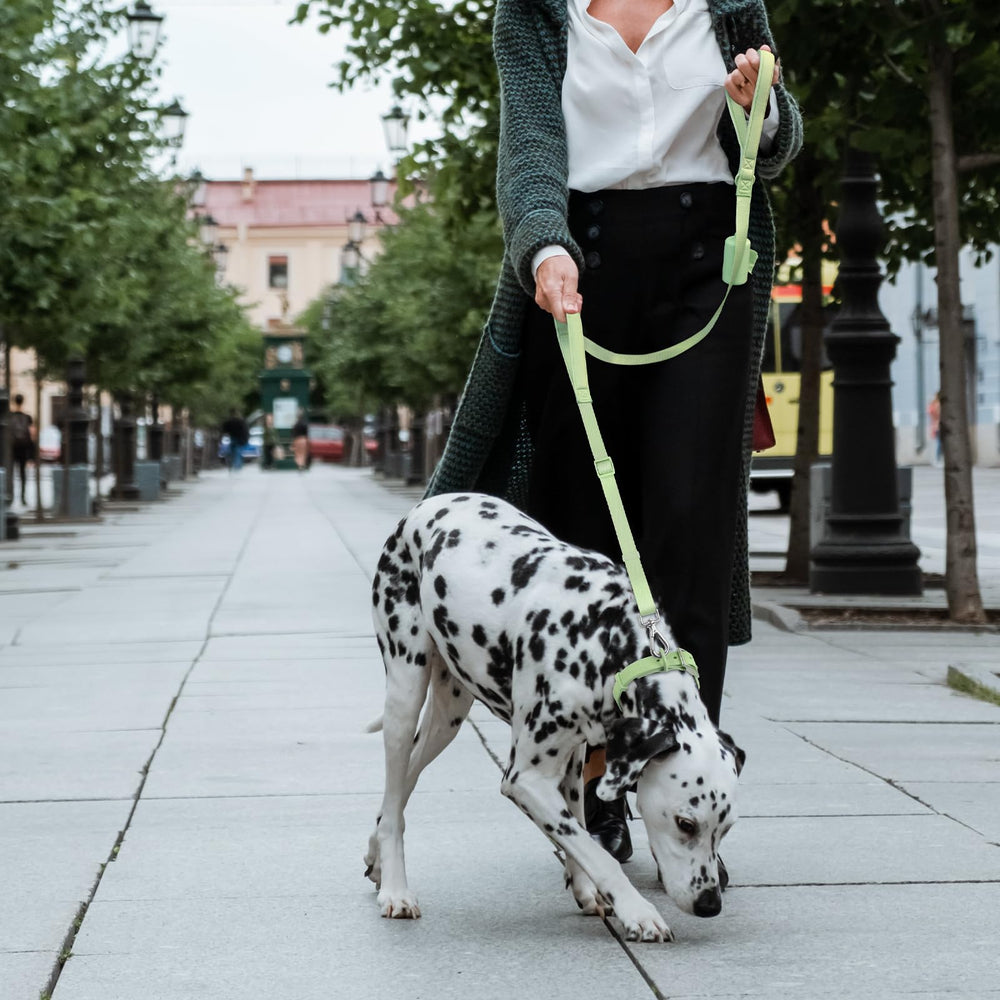 Wisedog sage green leash shown in urban park settings for everyday safety
