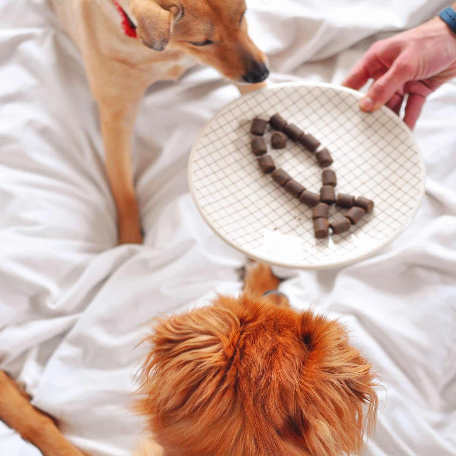 WIZARDPET dog-enjoying-chew illustrates a pleasant feeding experience