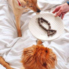WIZARDPET dog-enjoying-chew illustrates a pleasant feeding experience
