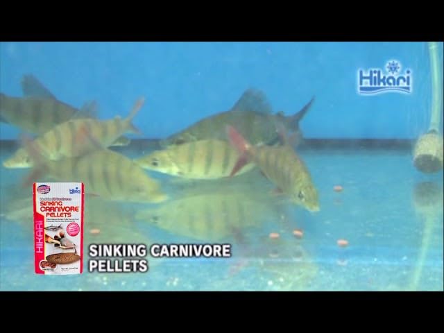 Hikari sinking carnivore pellets closeup showing meaty texture for carnivores
