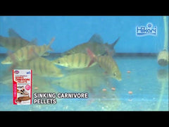 Hikari sinking carnivore pellets closeup showing meaty texture for carnivores