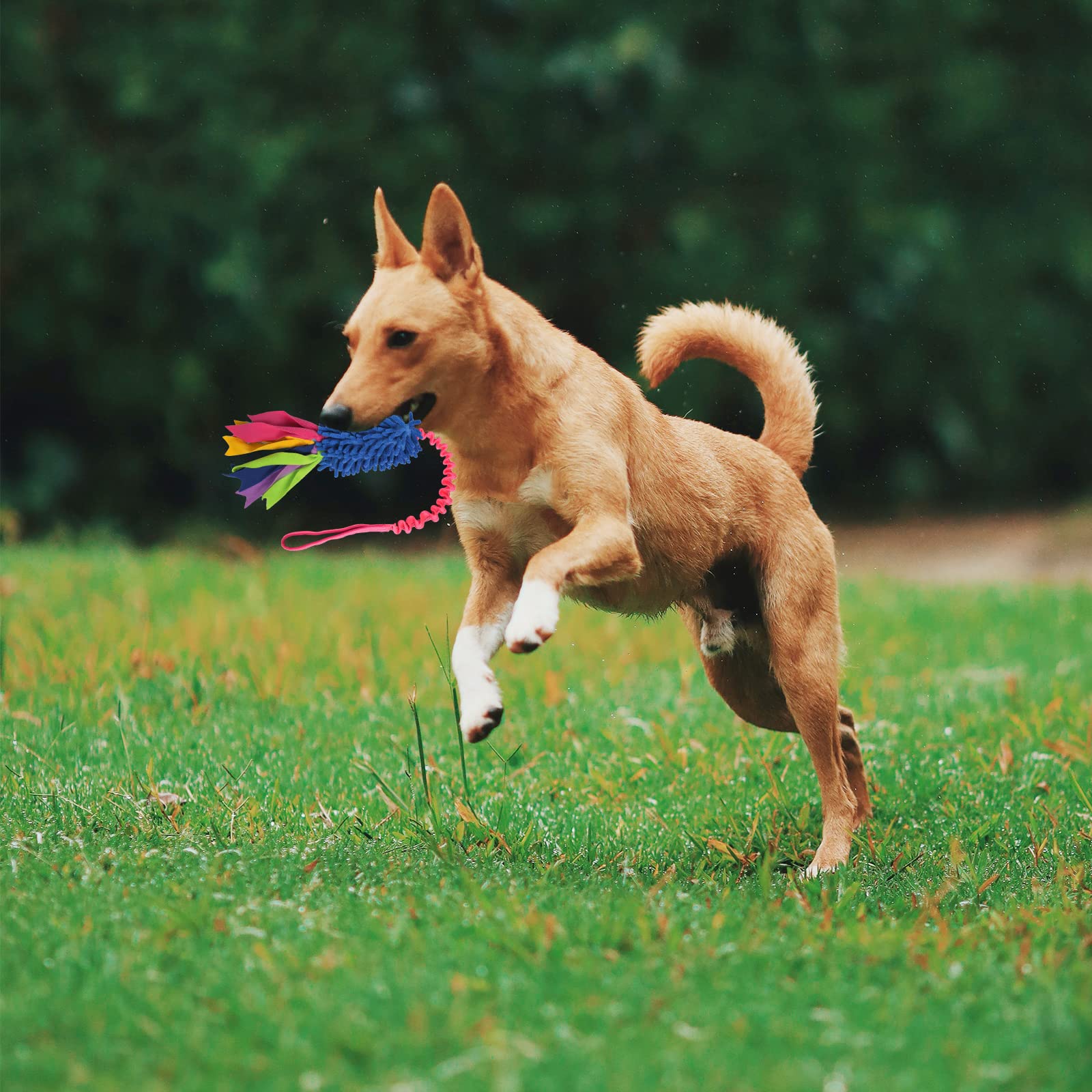 Wodoca dog tug toy being pulled highlights durable elastic band for long lasting fun