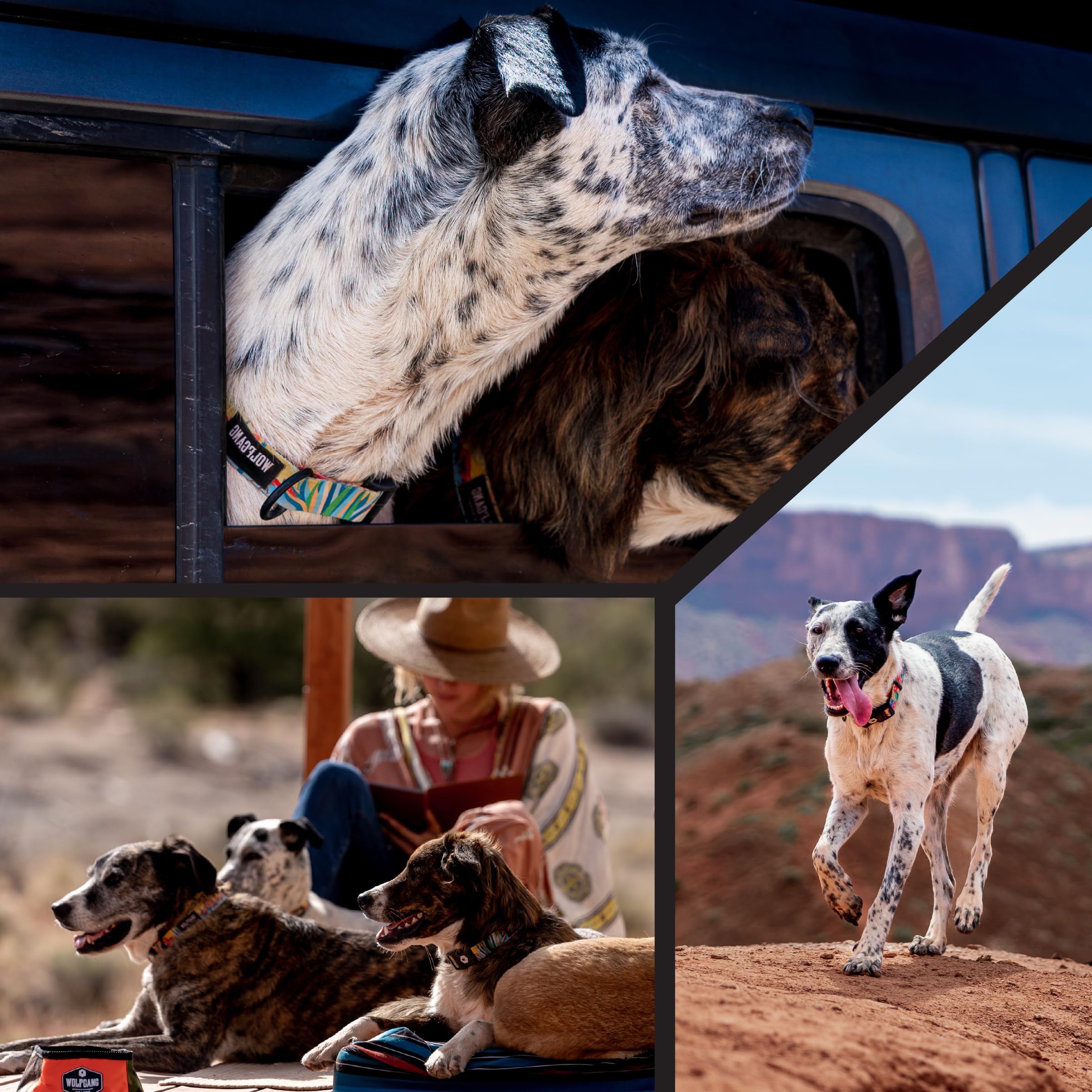 Wolfgang Durable polyester webbing collar close-up, abrasion-resistant construction for long-lasting wear.