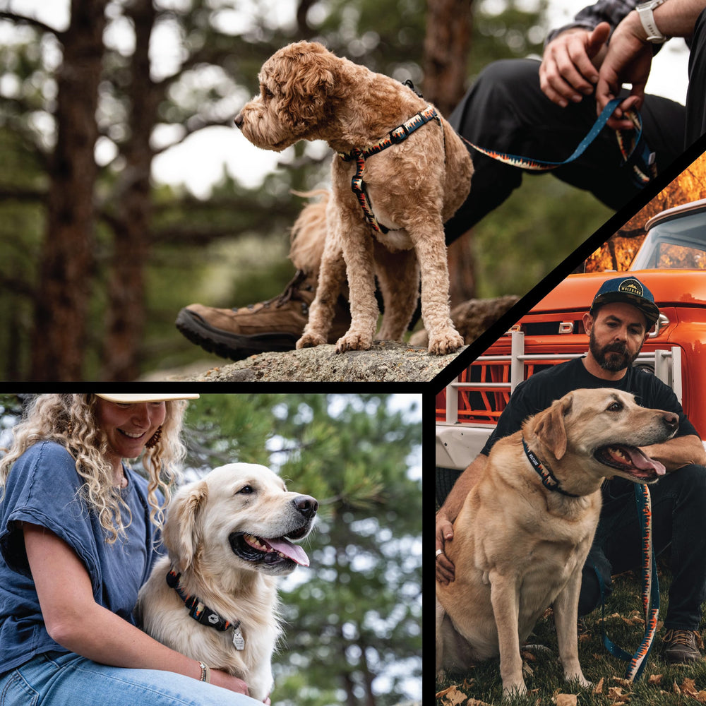 Wolfgang Heavy Duty Harness suitable for walks and training routines.