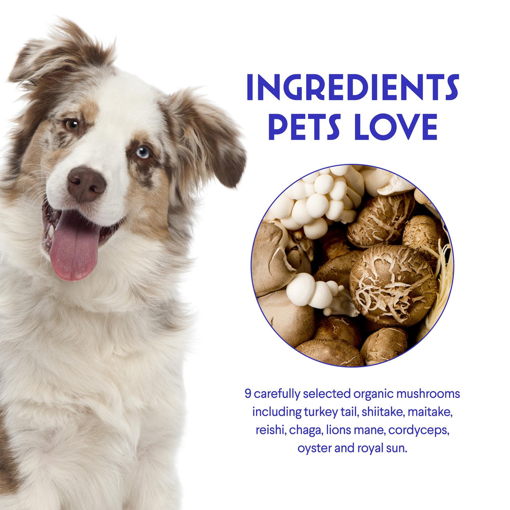 Wonder Paws lion's mane mushroom close-up linked to cognition support