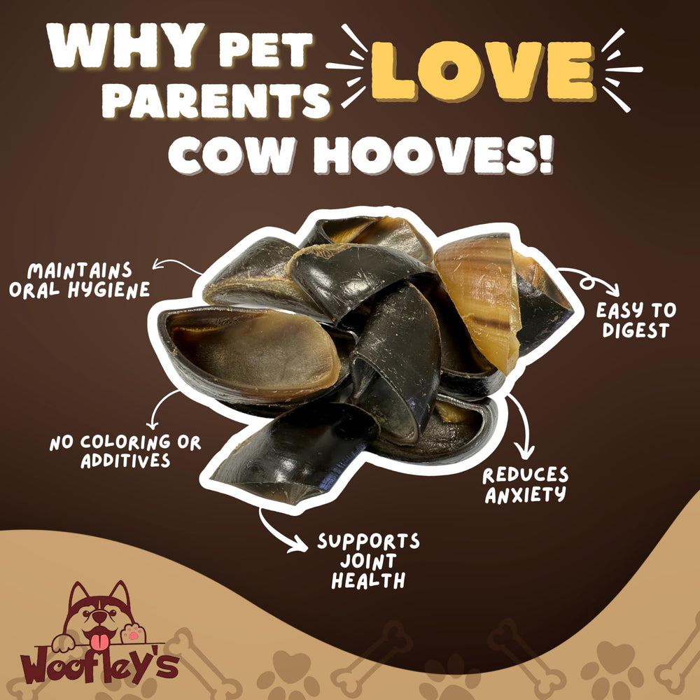 Woofley's cow hooves dog chewing action highlights long-lasting chew time