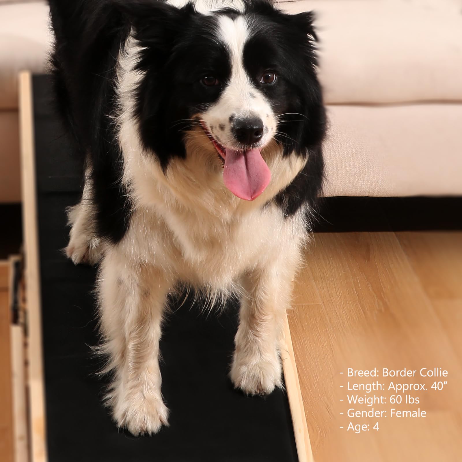 Woohoo Lab dog ramp in SUV or couch setup demonstrates versatile use cases.