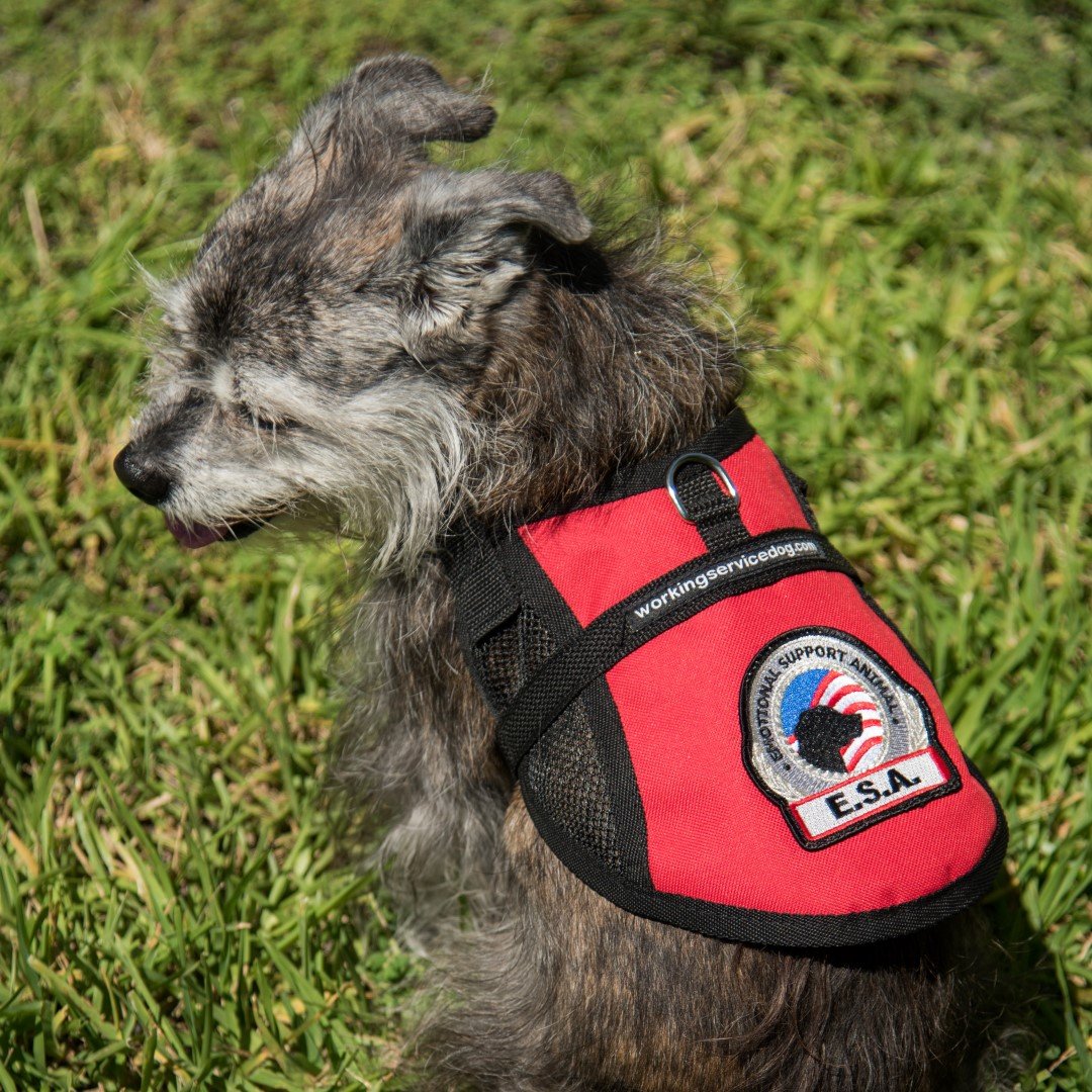 WORKINGSERVICEDOG vest size guide image helps choose the right girth measurement.