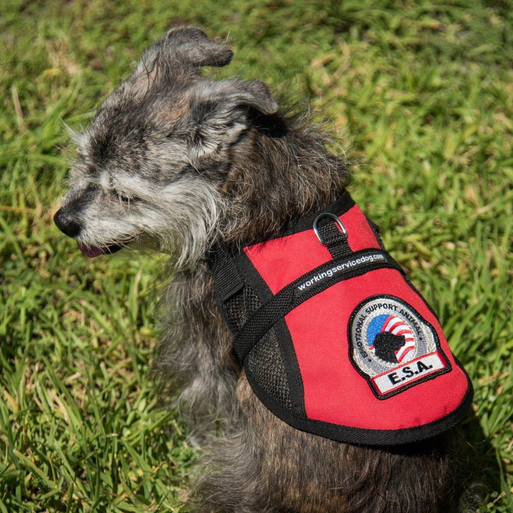 WORKINGSERVICEDOG vest size guide image helps choose the right girth measurement.