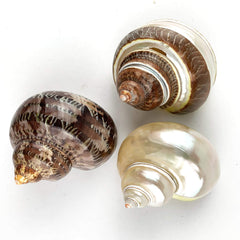 Worlds 3pc hermit crab shells set with varied shells for habitat variety