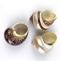 Worlds turbo shells 2-to-2-3/4 inch for natural home upgrades
