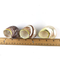 Worlds 3pc shell set for mix-and-match hermit crab housing