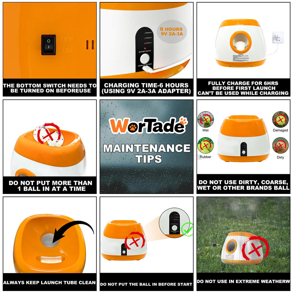 Wortade dog-fetching-in-action shows active exercise and bonding.