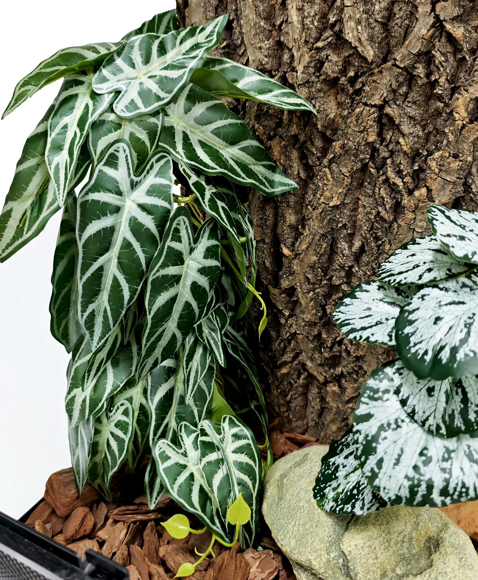 Woyrise reptile plants first using tips demo how to install easily.