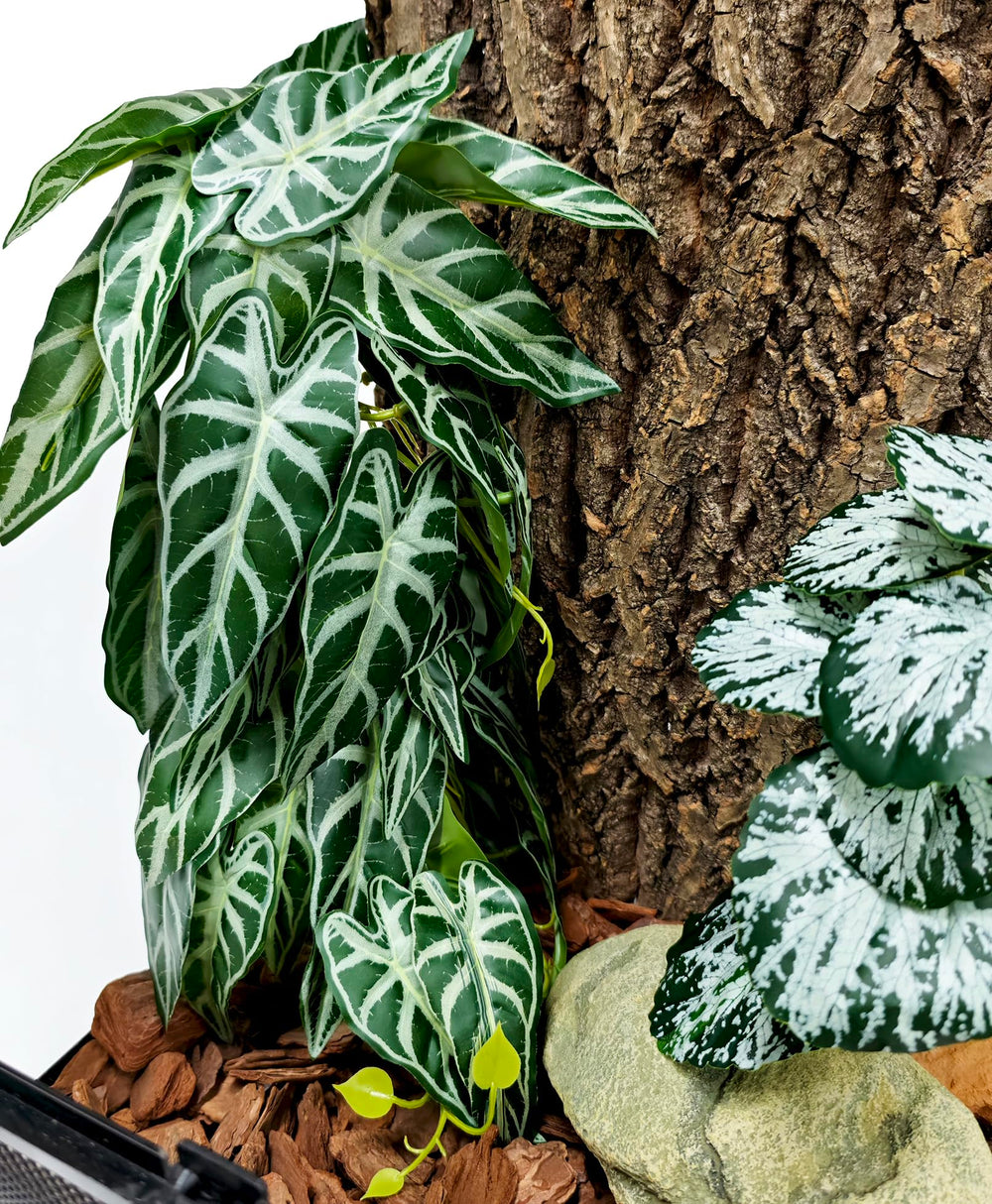 Woyrise reptile plants first using tips demo how to install easily.
