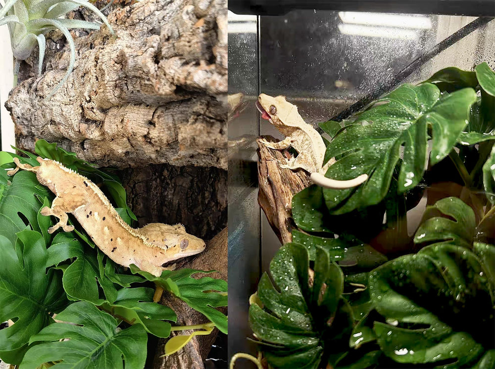Woyrise reptile plants easy to clean and maintain terrarium aesthetics.