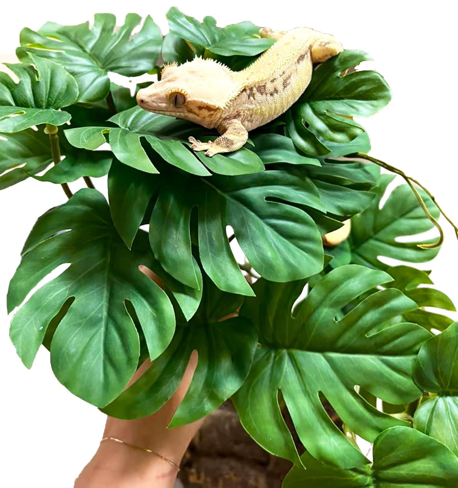 Woyrise reptile plants tank decor that requires no water or light.