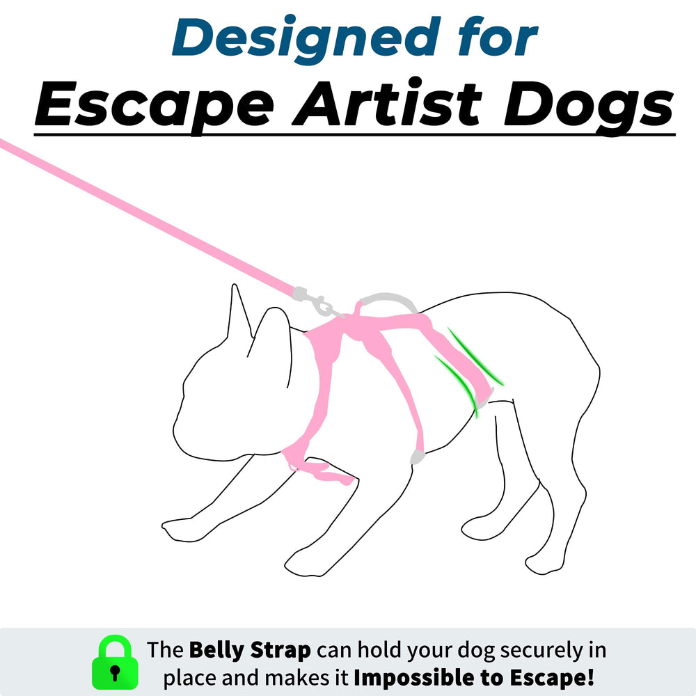 Wuffley 5ft dog leash for comfortable, controlled strolling.
