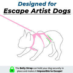 Wuffley 5ft dog leash for comfortable, controlled strolling.