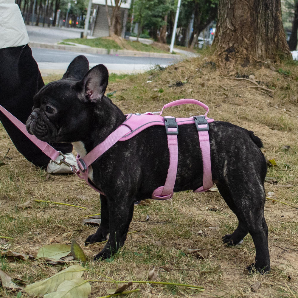 Wuffley pink XS harness set on a small dog for outdoor training