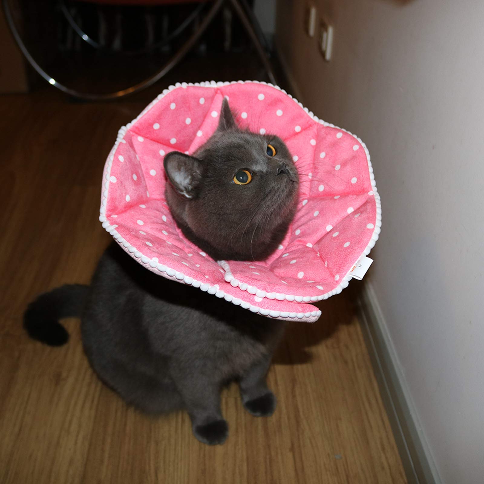 WZ PET cone used during grooming and medicine application