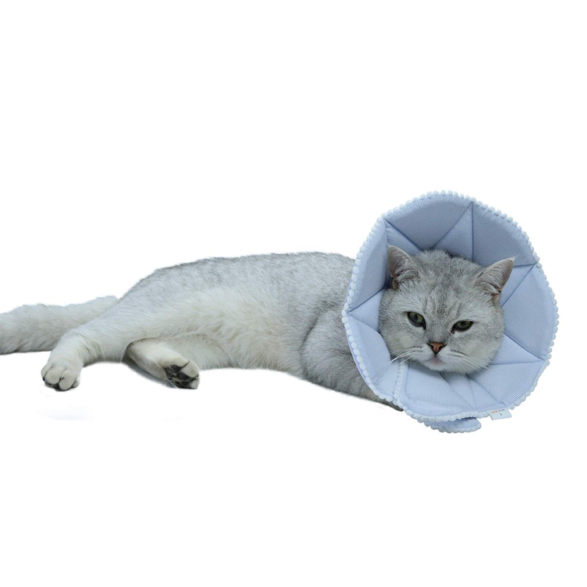 WZ PET Soft Cat Recovery Collar worn by a cat to prevent licking after surgery