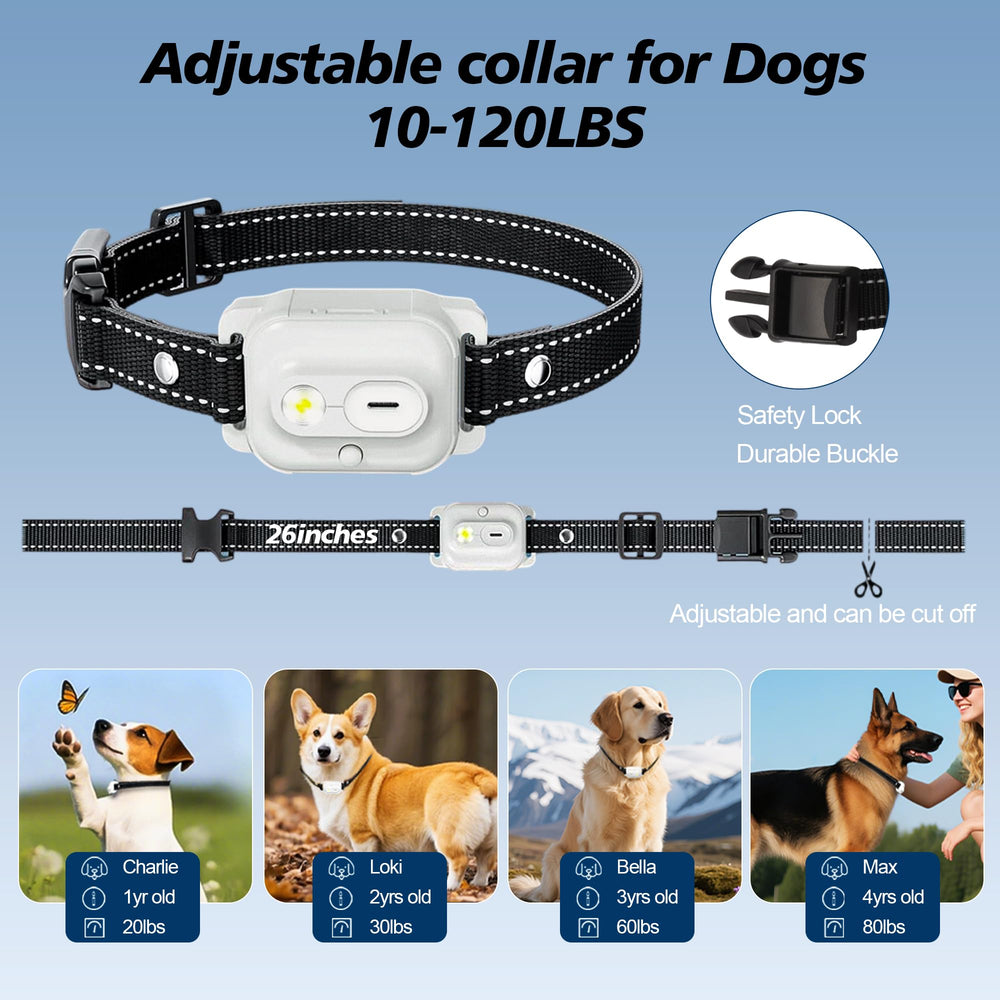 Xavbrysw dog training in park use showing practical outdoor recall